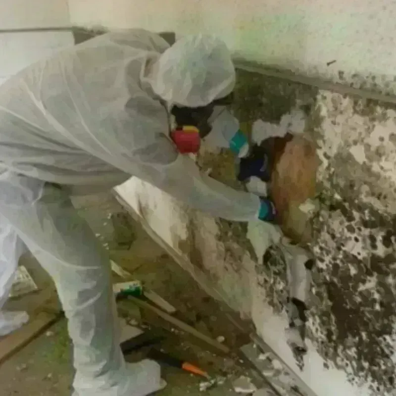 Mold Remediation and Removal in San Martin, CA